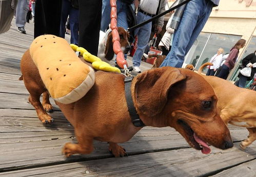 十二生肖全攻略 (顺便补上前面的)