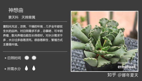 名字的迷雾