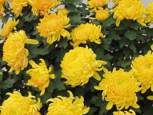 2.1 辟邪驱疫之功能