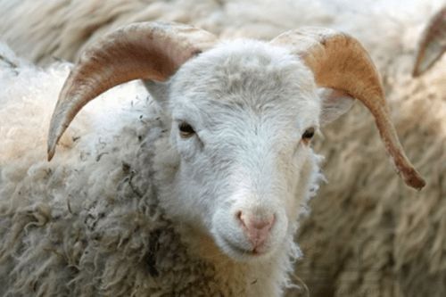 2026年属羊女性全年运势及12月份具体运程分别如何？