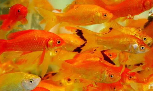 桃花运的悄然萌动：机遇与选择并存