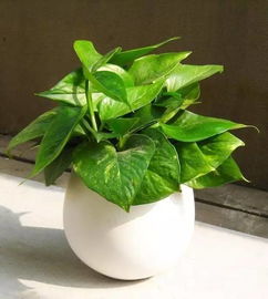 （二）植物与常绿绿植的双重功效