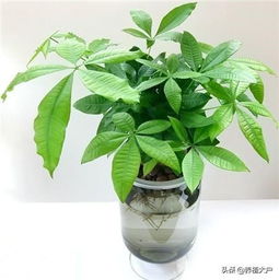 水葫芦作为风水植物，其摆放位置和寓意有何讲究？