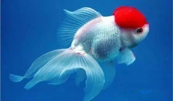 渔场养金鱼的风水真的好吗？这地方适合养鱼吗？