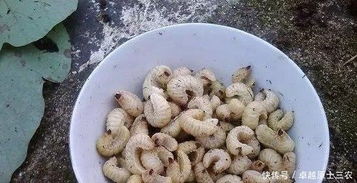 1. 过敏体质者：谨慎评估与适量摄取