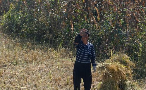 情感专家说摘枣=谈恋爱？我摘了个寂寞！