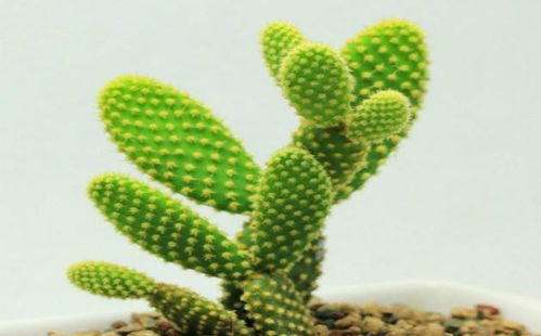 十二生肖中，鸟啼树枯代表哪个生肖的财运树？