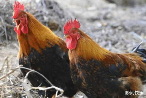 2026年属鸡5月运势中，69年出生的财运吉祥物具体指什么？