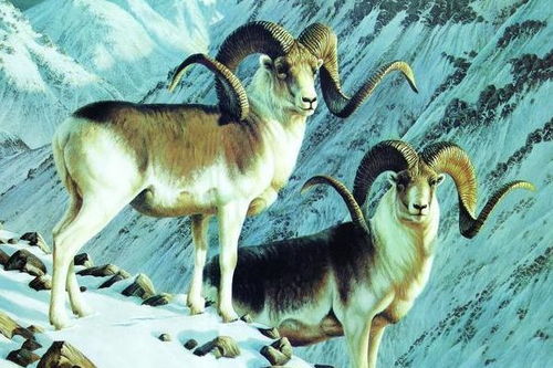 二月份的羊在冬月命运如何，能否改写命运走向？