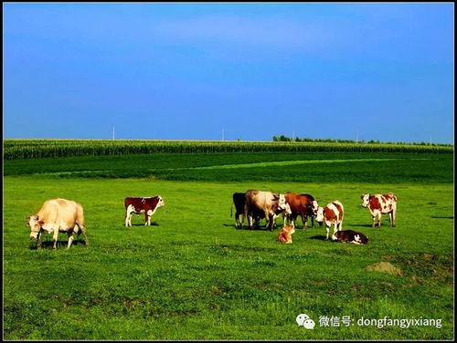 十二生肖六月初七和七月半运势详解分别是什么意思？