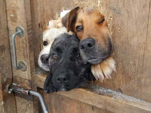 一、 犬之象征：忠诚守护与时辰关联的双重指向