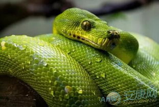 女儿梦见蛇咬妈妈是什么寓意或象征？