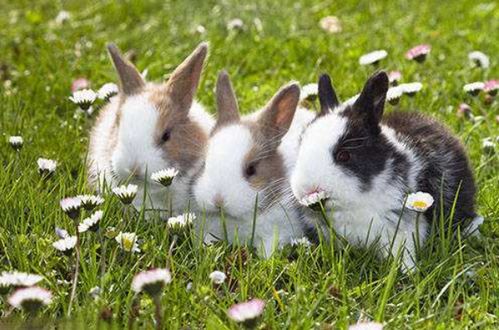 属兔人的性格特点和福气特点具体表现是什么？