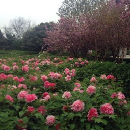 中国国花园门票优惠攻略：让你省钱玩到嗨！