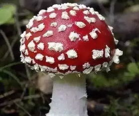老年人梦见蘑菇