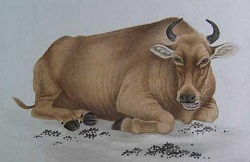 2019年出生的人属什么生肖，这个生肖的命理含义是什么？