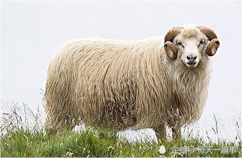 2026年属羊人的运势和贵人运势具体如何？