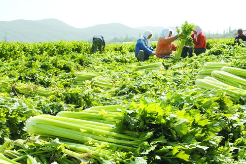 失业狗梦见欧芹笑出声