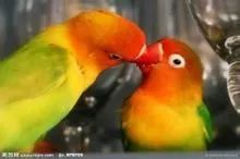 鹦鹉八字算命和百灵鸟生辰八字算命，哪种更准确呢？