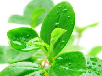 2. 植物花卉的嫩量调适