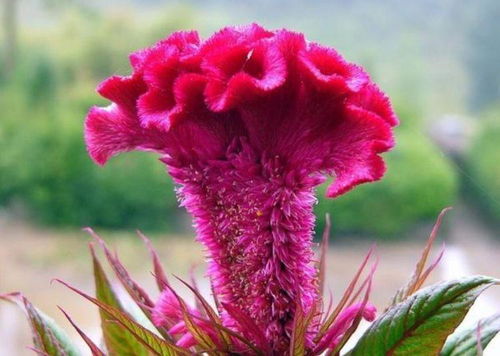 2.5 鸿运当头：喜庆吉祥