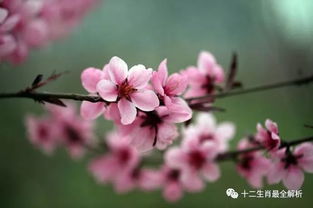 十二生肖在哪些月份桃花运最旺？桃花运势大全具体内容是什么？