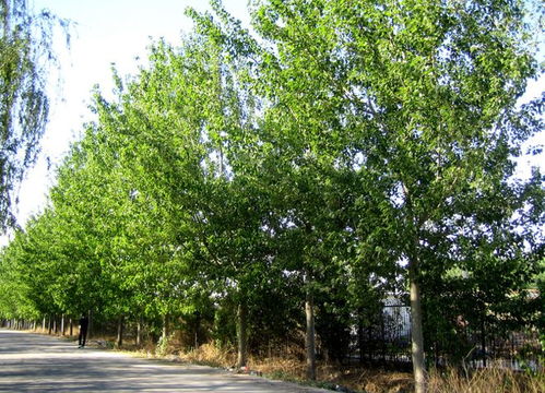 1. 水分管理的辩证策略