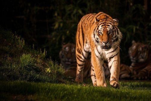 2026年属虎的学业运势如何？