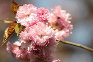 后门口种樱花树对风水有影响吗？