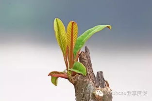 家里变枯枝展览馆？