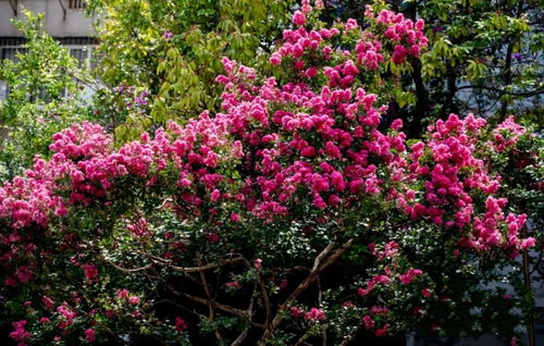 前言：紫薇花开之吉日与时序关联的学理探讨