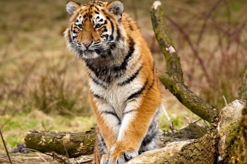 如何化解属虎人2026年害太岁的影响？