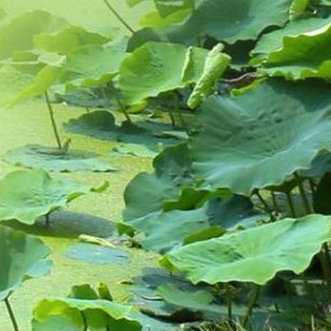 一、植物世界的“硬核生存者”：菝葜与竹柏的生态策略