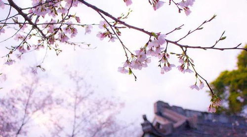 易有富贵桃花的姓名特征