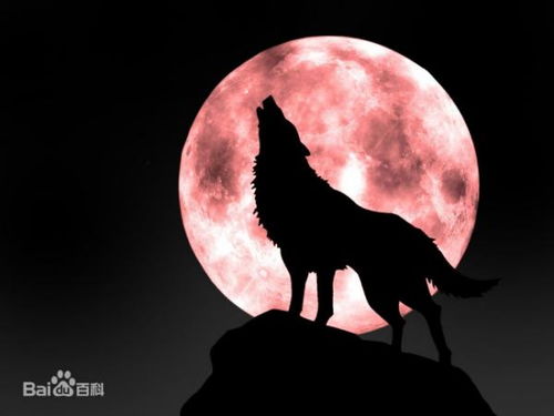 执迷不悟的生肖是哪个？执迷的生肖动物是什么？