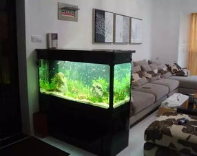 家里排泄物堆积对家居风水有影响吗？