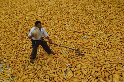 各种奇葩稻谷梦解析！笑到肚子疼！