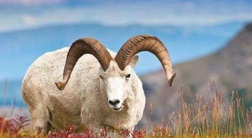 2026年属羊的人适合从事什么事业？他们的贵人运势如何？