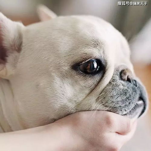 第一章：法式浪漫or斗牛霸气？先选个方向