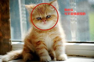 猫的面相凶猛吗？它的十大弱点有哪些？