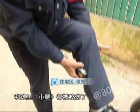 邻居被狗咬伤的风水命明白析与应对策略