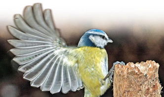 将年老色衰的生肖为长尾，可依这样表达：哪个生肖代表‘年老色衰’？