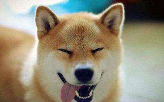 柴犬能否辟邪旺财，其吉凶寓意是什么？