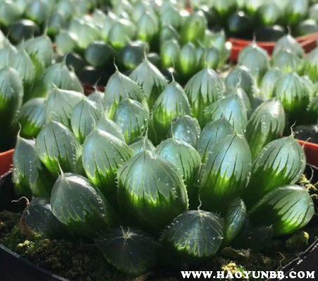 属鸡的人适合养哪种玉露植物旺财？植物博士推荐哪种玉露？