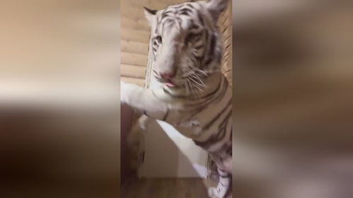 虎背熊腰指的是哪个生肖？