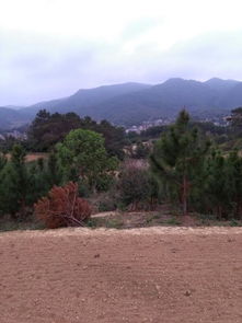 米仔兰风水，金鸡啄米风水宝地图片，如何判断其风水价值？