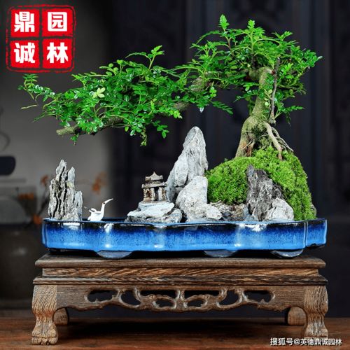 风水学中，石头假山盆景在家中的摆放位置应该如何选择？