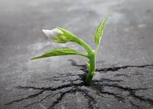 第二节：清寂之美的美学意蕴与心境重构