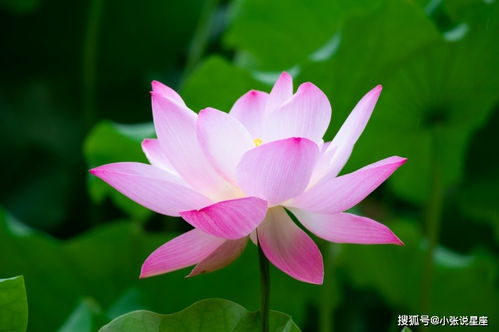 四、 “秋分”对各生肖运势之作用于解析（按星座/生肖分类）