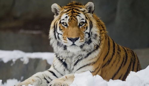 2026年属土虎全年运势具体如何？